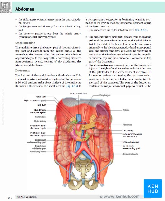 Gray's Anatomy for Students - Duodenum
