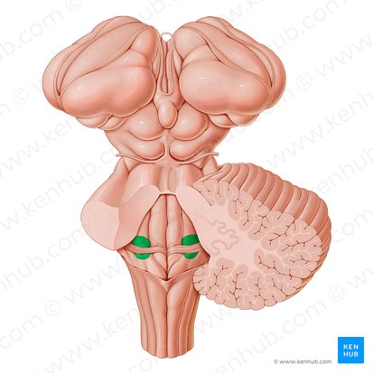 Área vestibular do 4.º ventrículo (Area vestibularis ventriculi quarti); Imagem: Paul Kim