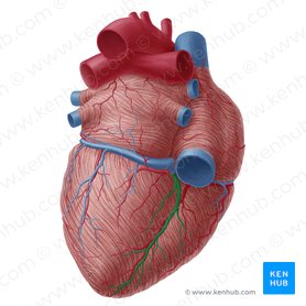 Vena cardíaca media (Vena cardiaca media); Imagen: Yousun Koh