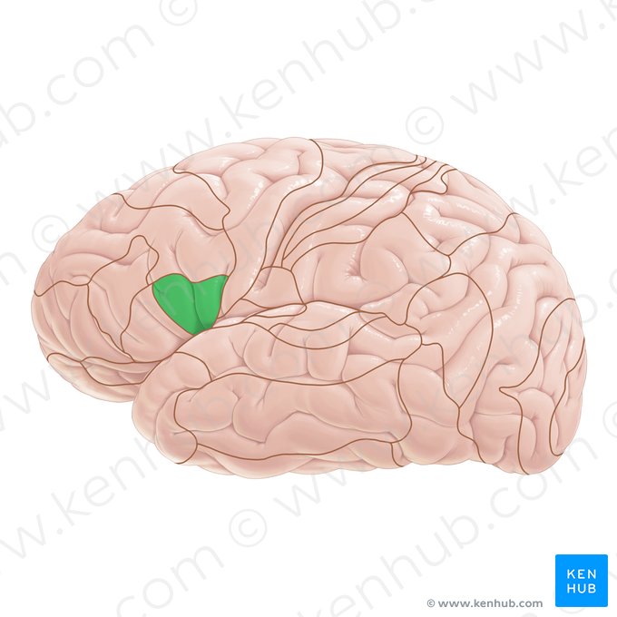 Área 44 de Brodmann (Area Brodmann 44); Imagem: Paul Kim