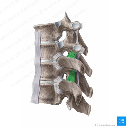Superior costotransverse ligament (Ligamentum costotransversarium superius); Image: Begoña Rodriguez