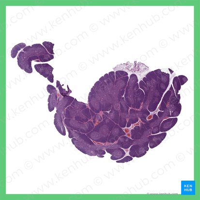 Thymus; Image: 