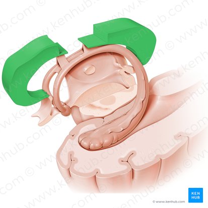 Cuerpo calloso (Corpus callosum); Imagen: Paul Kim