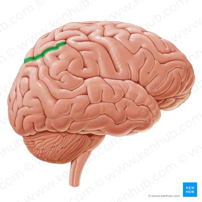 Surco intraparietal (Sulcus intraparietalis); Imagen: Paul Kim