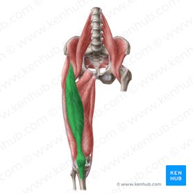 Músculo recto femoral (Musculus rectus femoris); Imagen: Liene Znotina