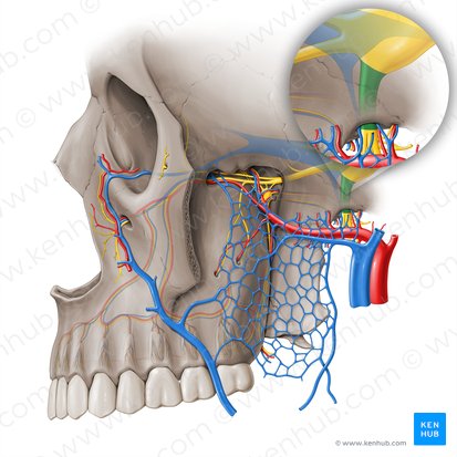 Nervo mandibular (Nervus mandibularis); Imagem: Paul Kim