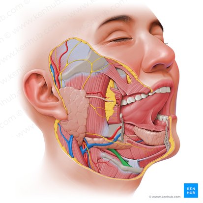 Músculo estilo-hióideo (Musculus stylohyoideus); Imagem: Paul Kim