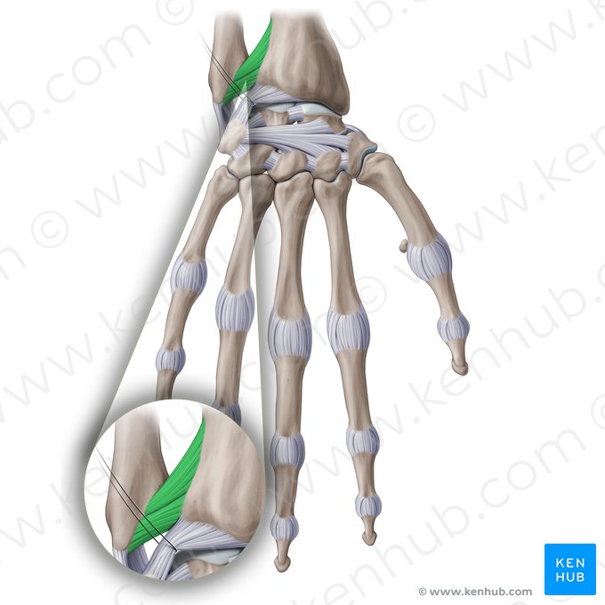 Ligamento radioulnar dorsal (Ligamentum radioulnare dorsale); Imagem: Paul Kim