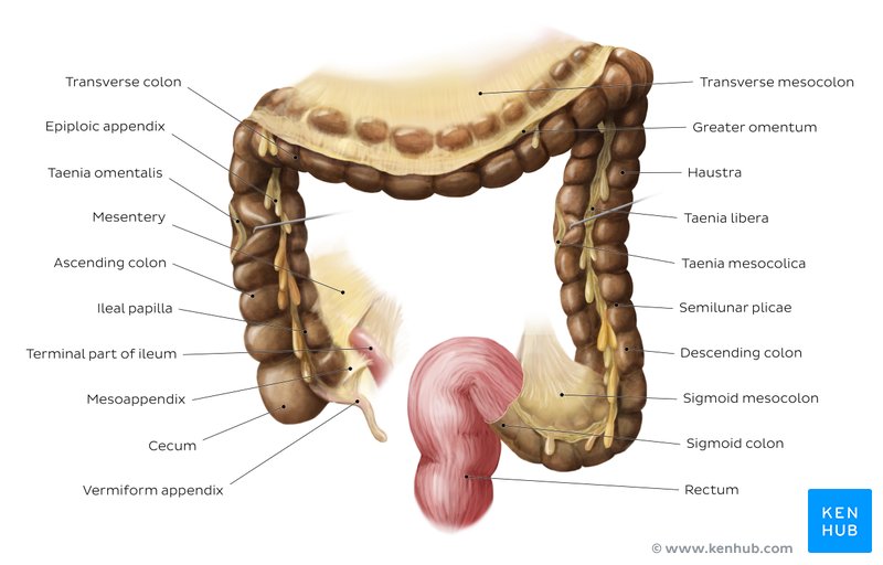 Anatomy of the large intestine (anterior view)