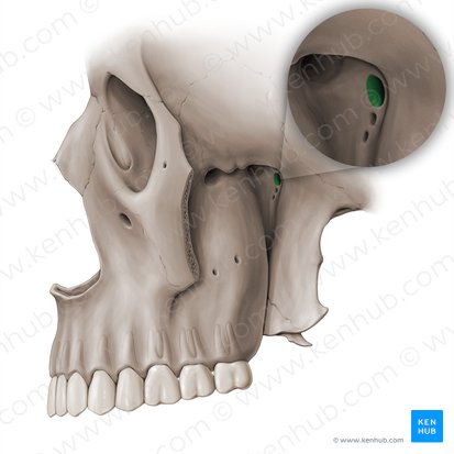 Foramen rotundum (Rundes Loch); Bild: Paul Kim