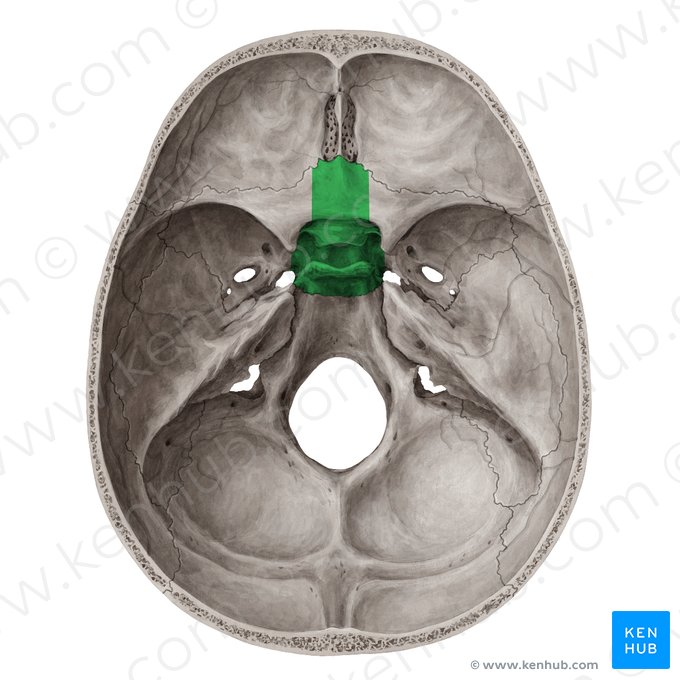 Corpo do osso esfenoide (Corpus ossis sphenoidalis); Imagem: Yousun Koh