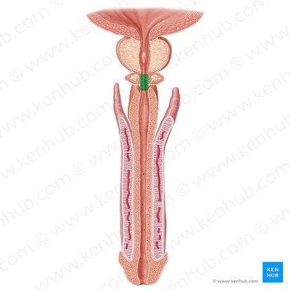 Porção membranosa da uretra (Pars membranacea urethrae); Imagem: Samantha Zimmerman