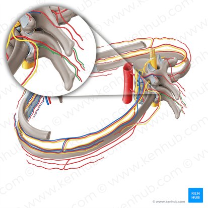 Ramus posterior medialis nervi spinalis (Innerer hinterer Ast des Spinalnervs); Bild: Paul Kim