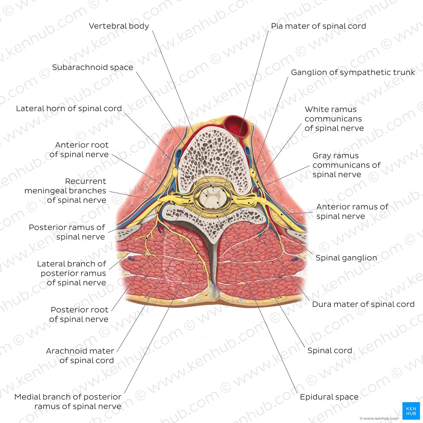 Innervation of the back: Branches of spinal nerves