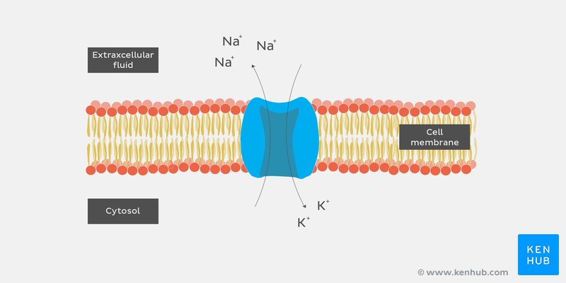 Sodium-potassium pump