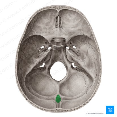Internal occipital protuberance (Protuberantia occipitalis interna); Image: Yousun Koh