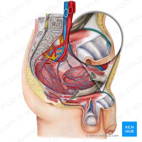 Arteria dorsal del pene (Arteria dorsalis penis); Imagen: Irina Münstermann
