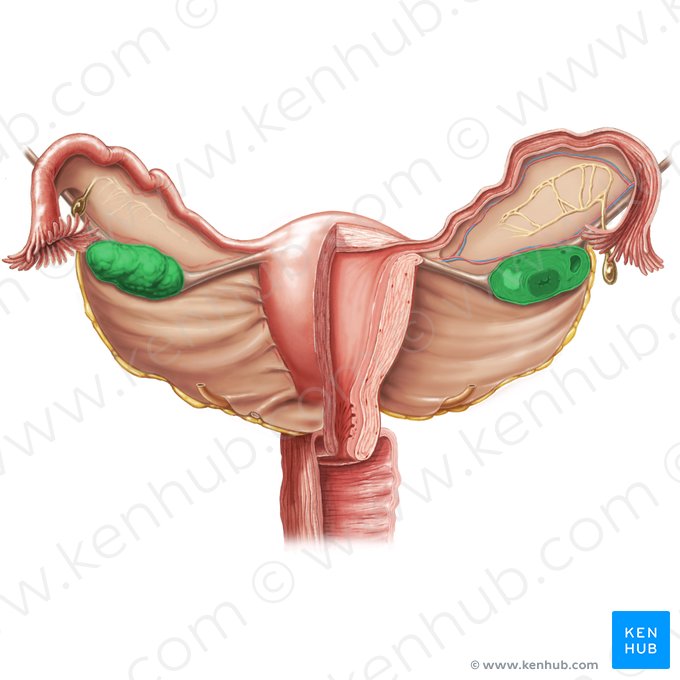 Ovary (Ovarium); Image: Samantha Zimmerman