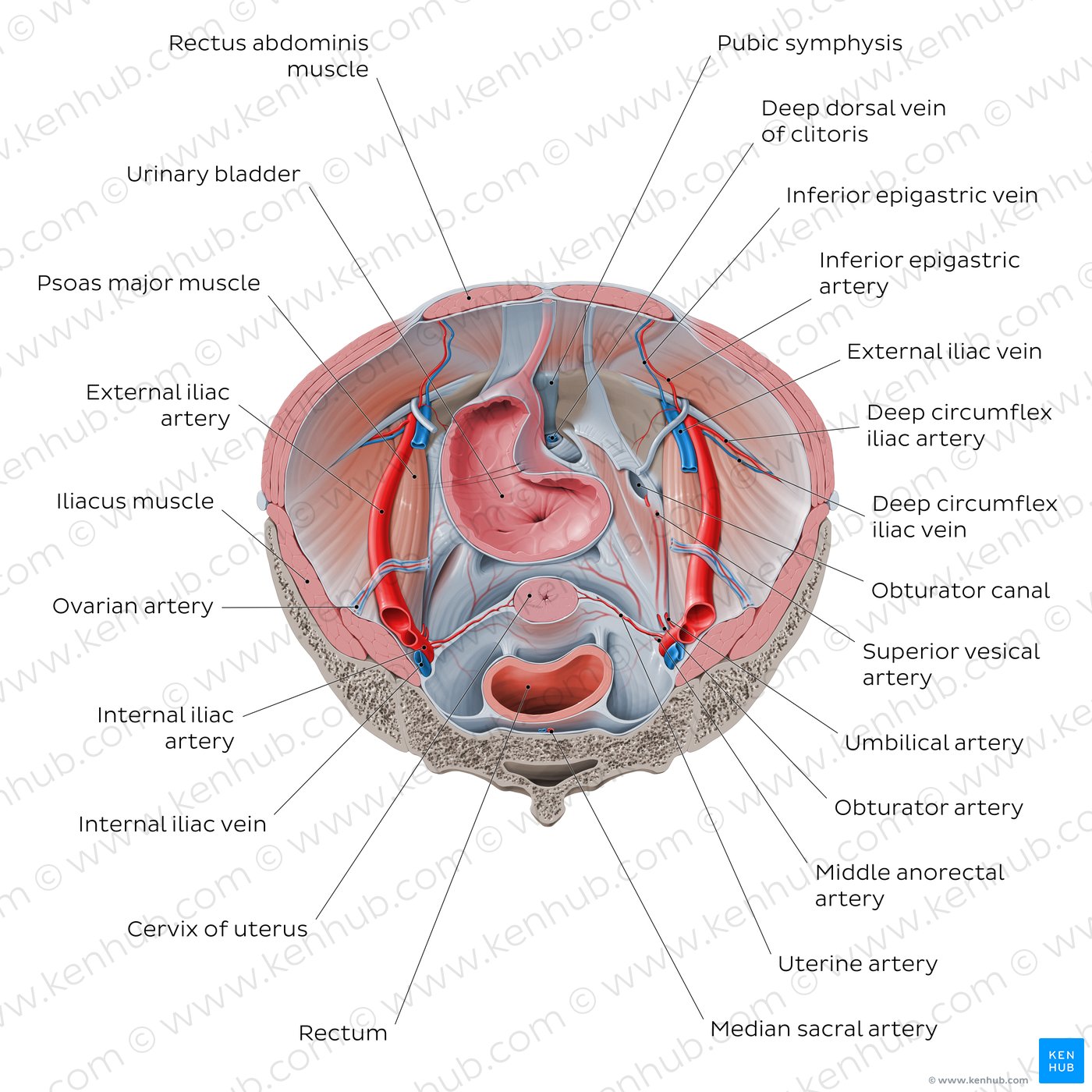 Iliopsoas relations to abdominopelvic organs (superior view)