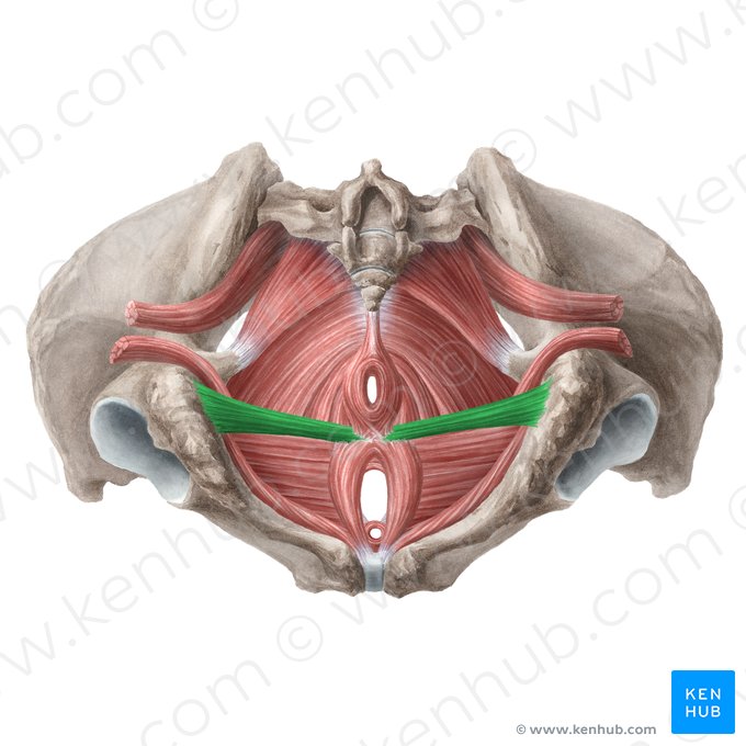 Músculo transverso superficial do períneo (Musculus transversus superficialis perinei); Imagem: Liene Znotina