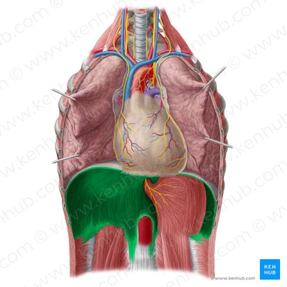 Diaphragme (Diaphragma); Image : Yousun Koh