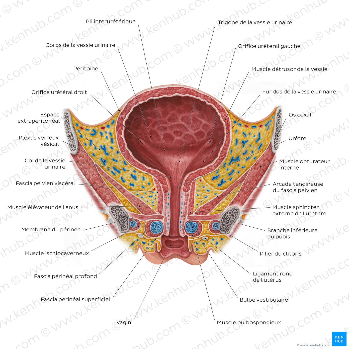 Schéma de la vessie urinaire féminine