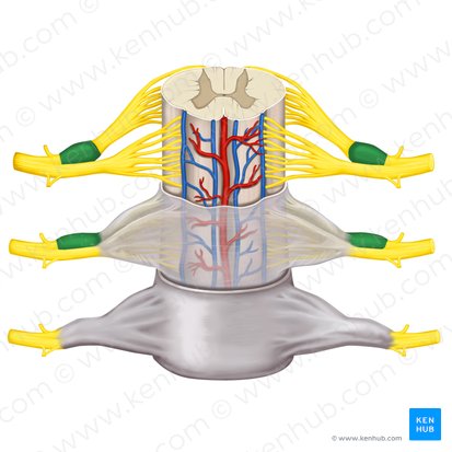 Ganglion spinale (Spinalganglion); Bild: Rebecca Betts