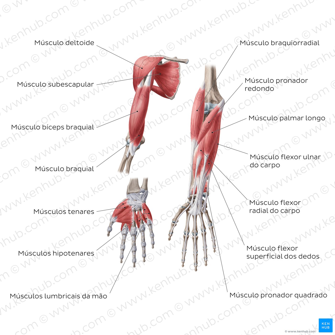 Músculos do braço (vista anterior)