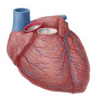 Artérias coronárias e veias cardíacas