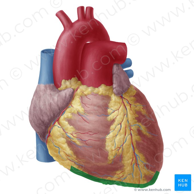 Borde inferior del corazón (Margo inferior cordis); Imagen: Yousun Koh
