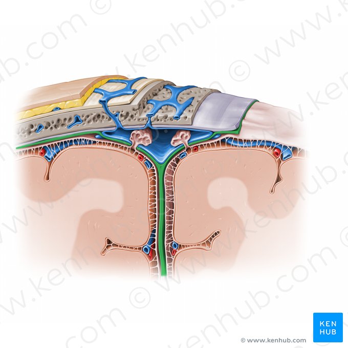 Meningeal layer of cranial dura mater (Pars meningea durae matris cranialis); Image: Paul Kim