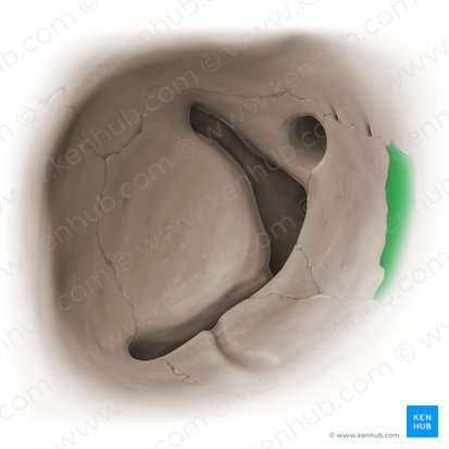 Osso lacrimal (Os lacrimale); Imagem: Paul Kim