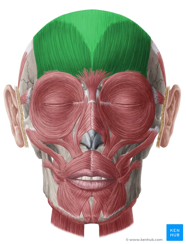 Frontalis muscle and galea aponeurotica - ventral view