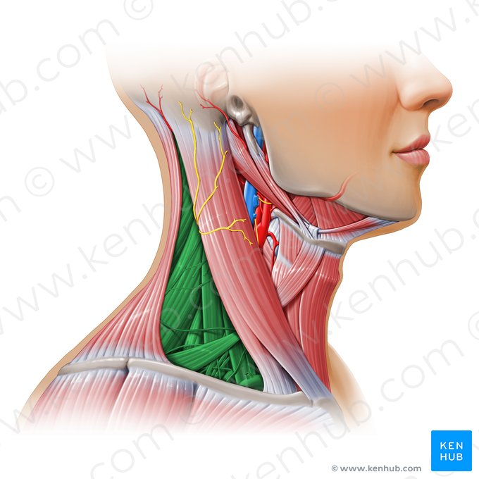 Posterior triangle of neck (Trigonum posterius colli); Image: Paul Kim