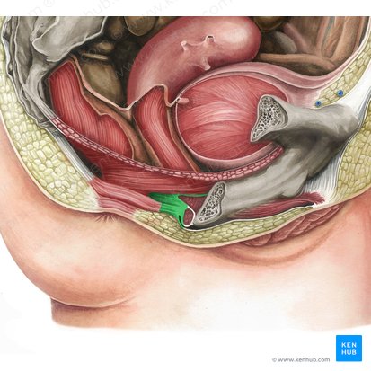 Cuerpo perineal (Corpus perineale); Imagen: Irina Münstermann