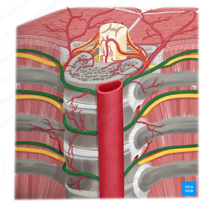 Posterior intercostal artery (Arteria intercostalis posterior); Image: Rebecca Betts