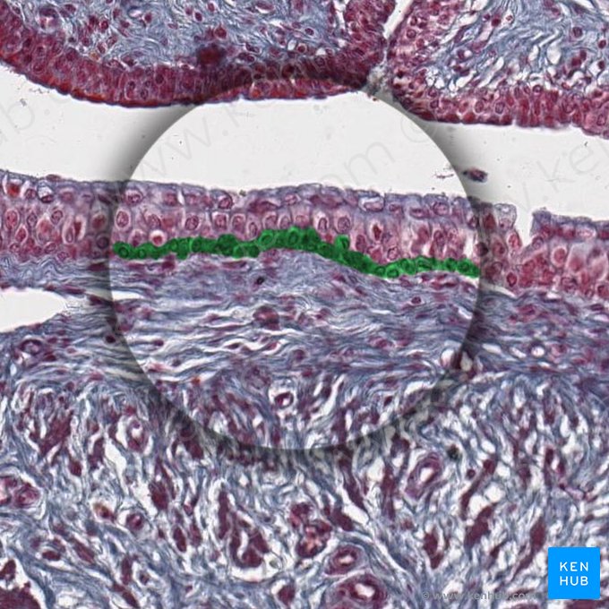 Basal layer of transitional epithelium; Image: 