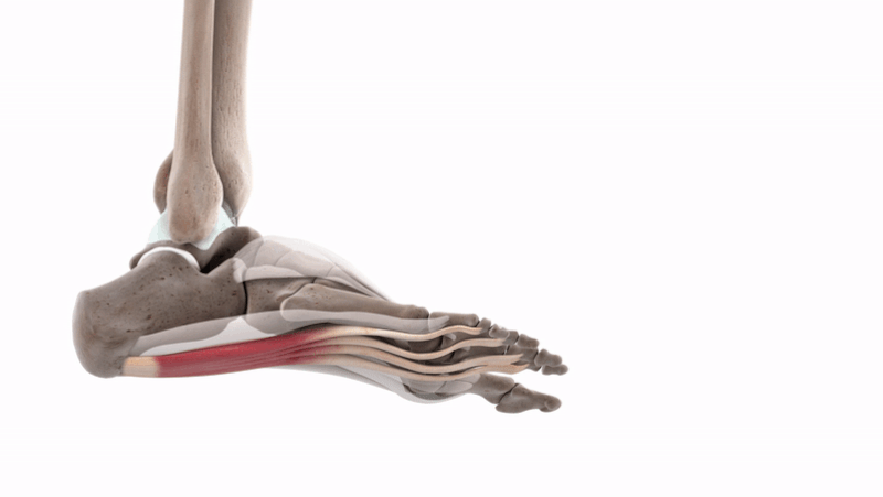 Flexor digitorum brevis (3D) - Toe flexion 