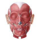 Learn facial muscles in 5 minutes with this fun mnemonic