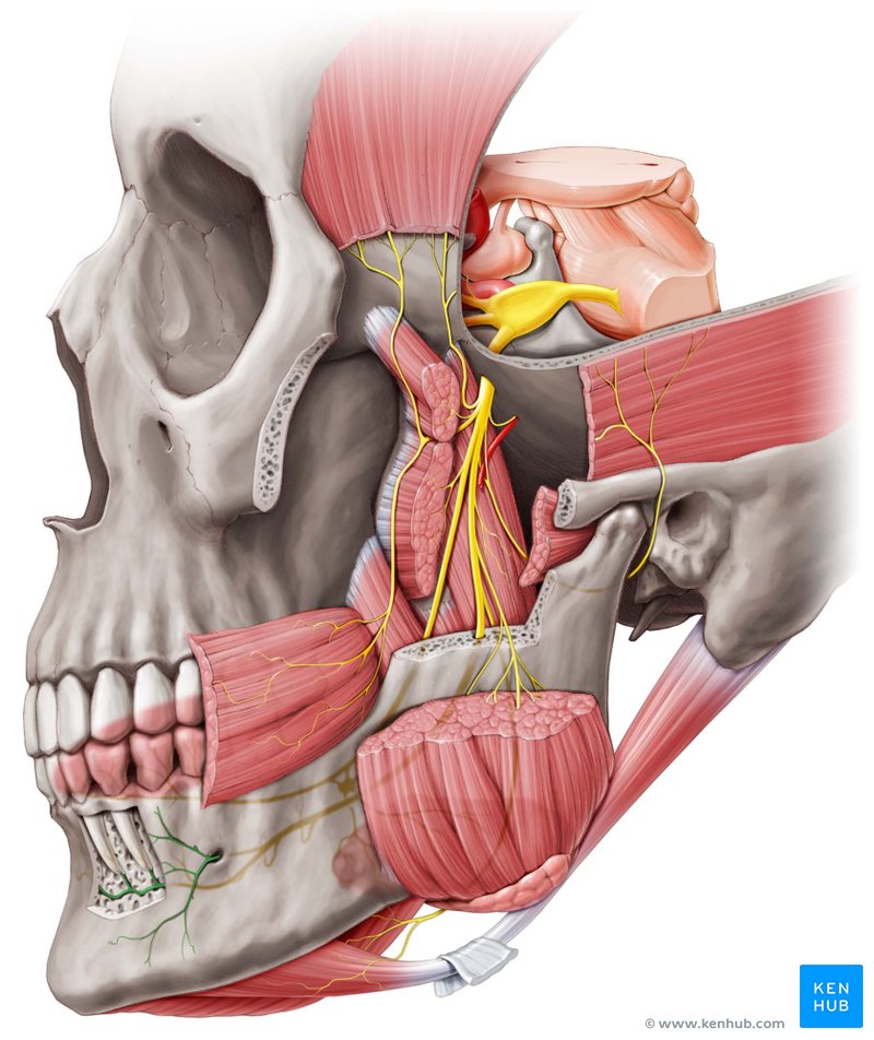 Mental nerve - Anterior view