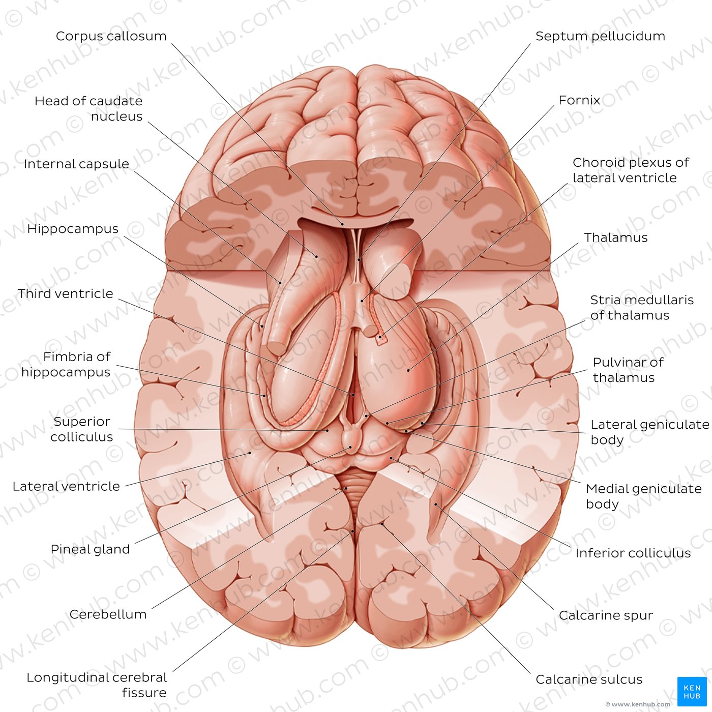 Thalamus and related structures (superior view)