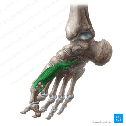Músculo flexor corto del dedo gordo (Musculus flexor hallucis brevis); Imagen: Liene Znotina