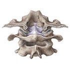 Coluna cervical