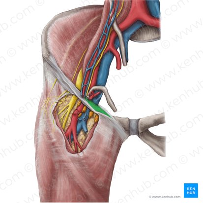 Ligamento lacunar (Ligamentum lacunare); Imagen: Hannah Ely