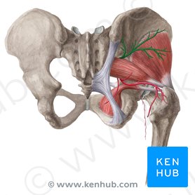 Hip joint: Bones, movements, muscles | Kenhub