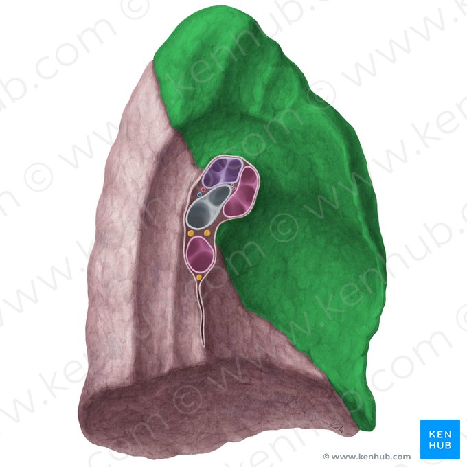 Superior lobe of left lung (Lobus superior pulmonis sinistri); Image: Yousun Koh