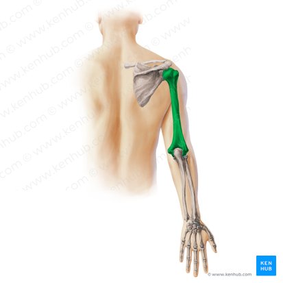 Húmero (Humerus); Imagen: Paul Kim