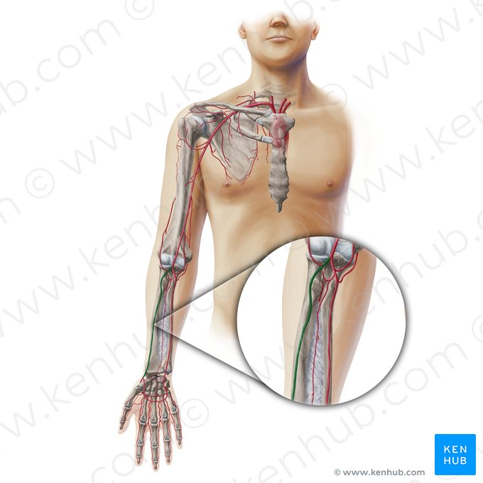 Artéria radial (Arteria radialis); Imagem: Paul Kim