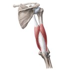 Triceps brachii muscle