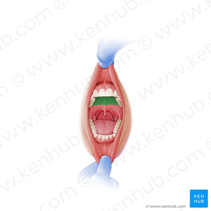 Hard palate (Palatum durum); Image: Paul Kim